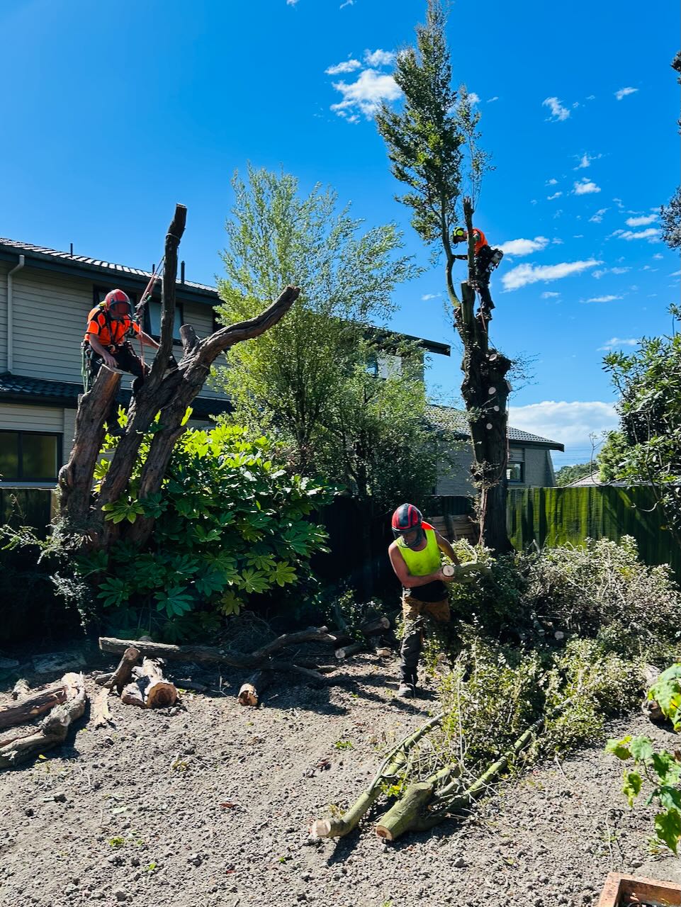 The opposite of building the tree model: arborists disassembling trees that had been damaged by too many storms. Time to plant new trees.
