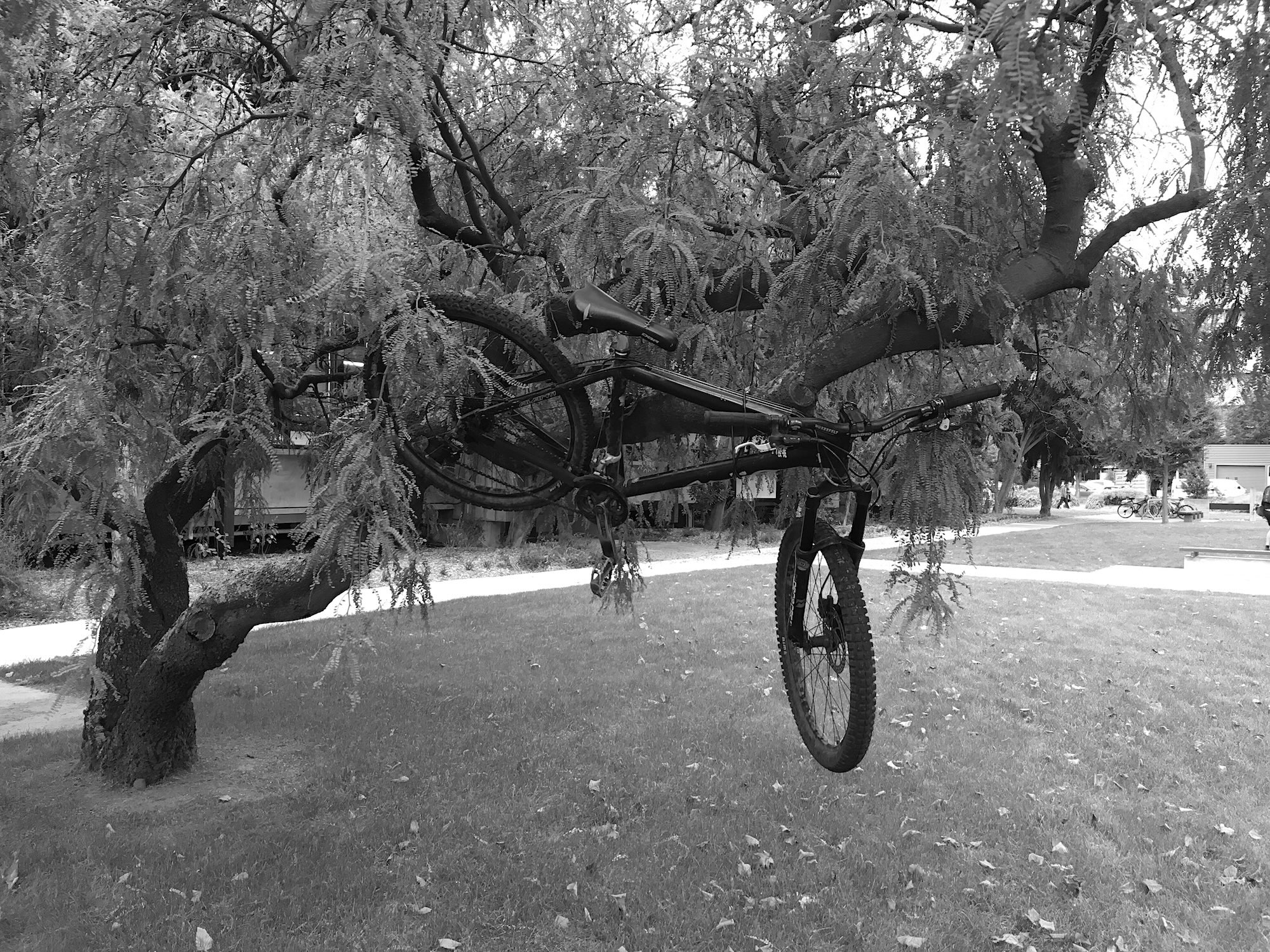 Tree decorations outside the School of Forestry, Christchurch