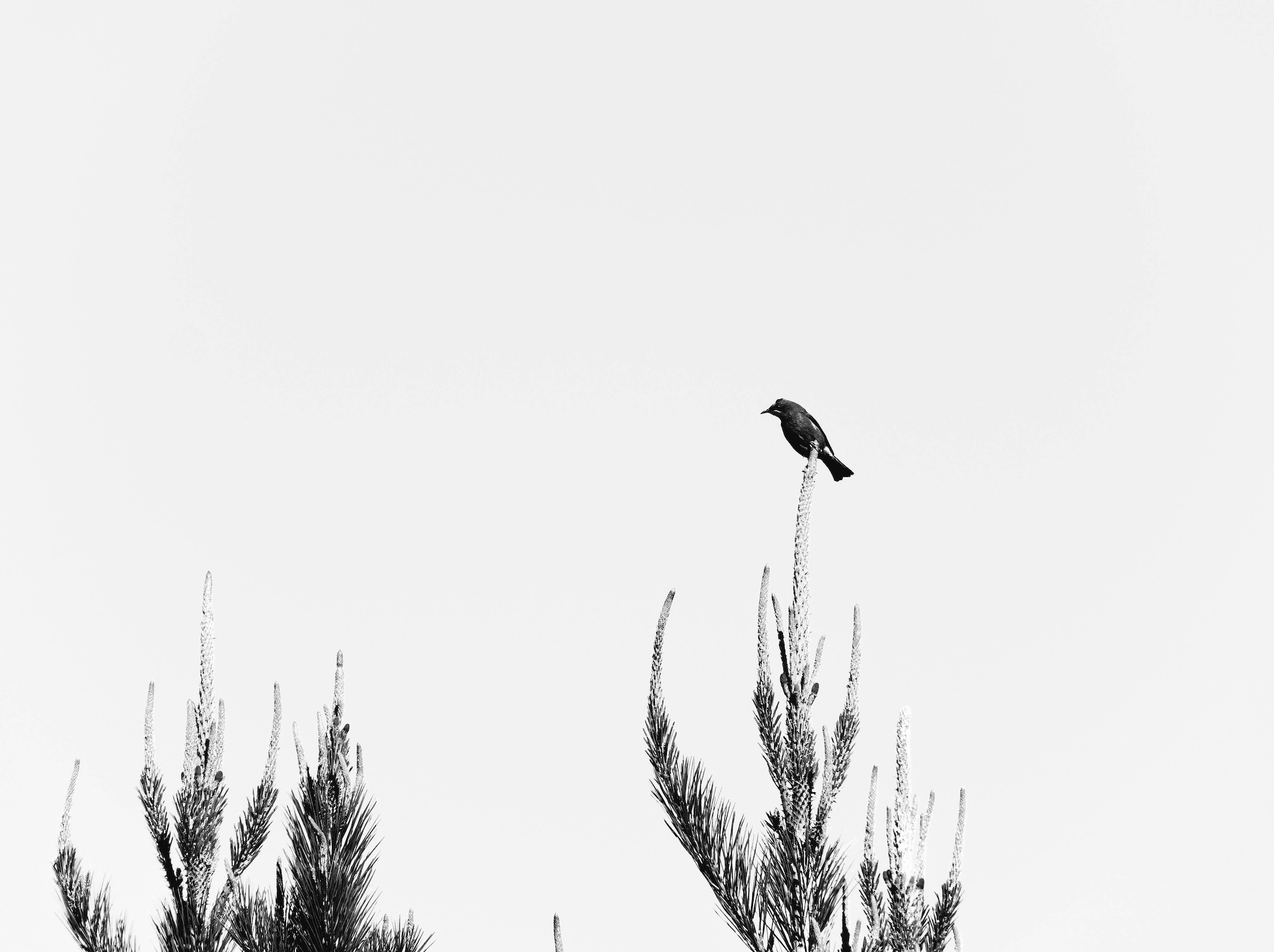 Bird on top of radiata pine plantation.