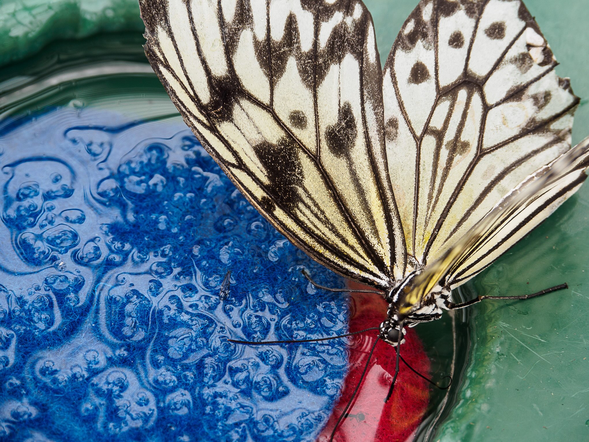 Butterfly in Otago Museum, Dunedin.