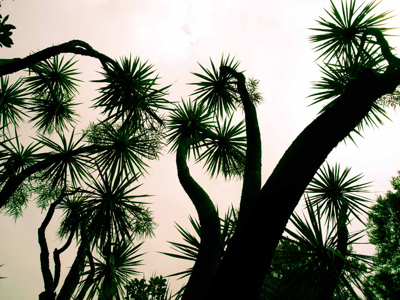 Cabbage trees or mushy brain?