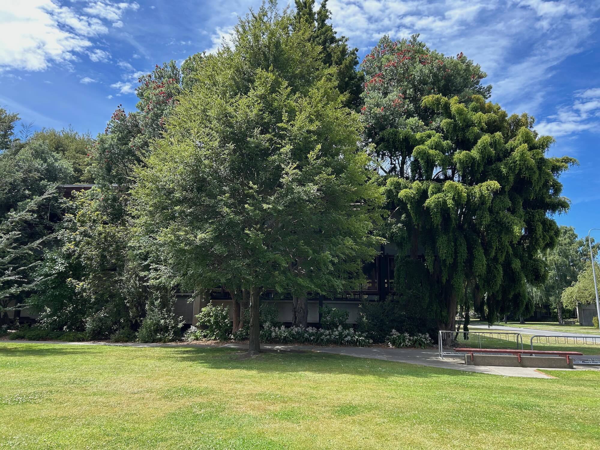 A summer Christmas season with flowering trees, Christchurch.