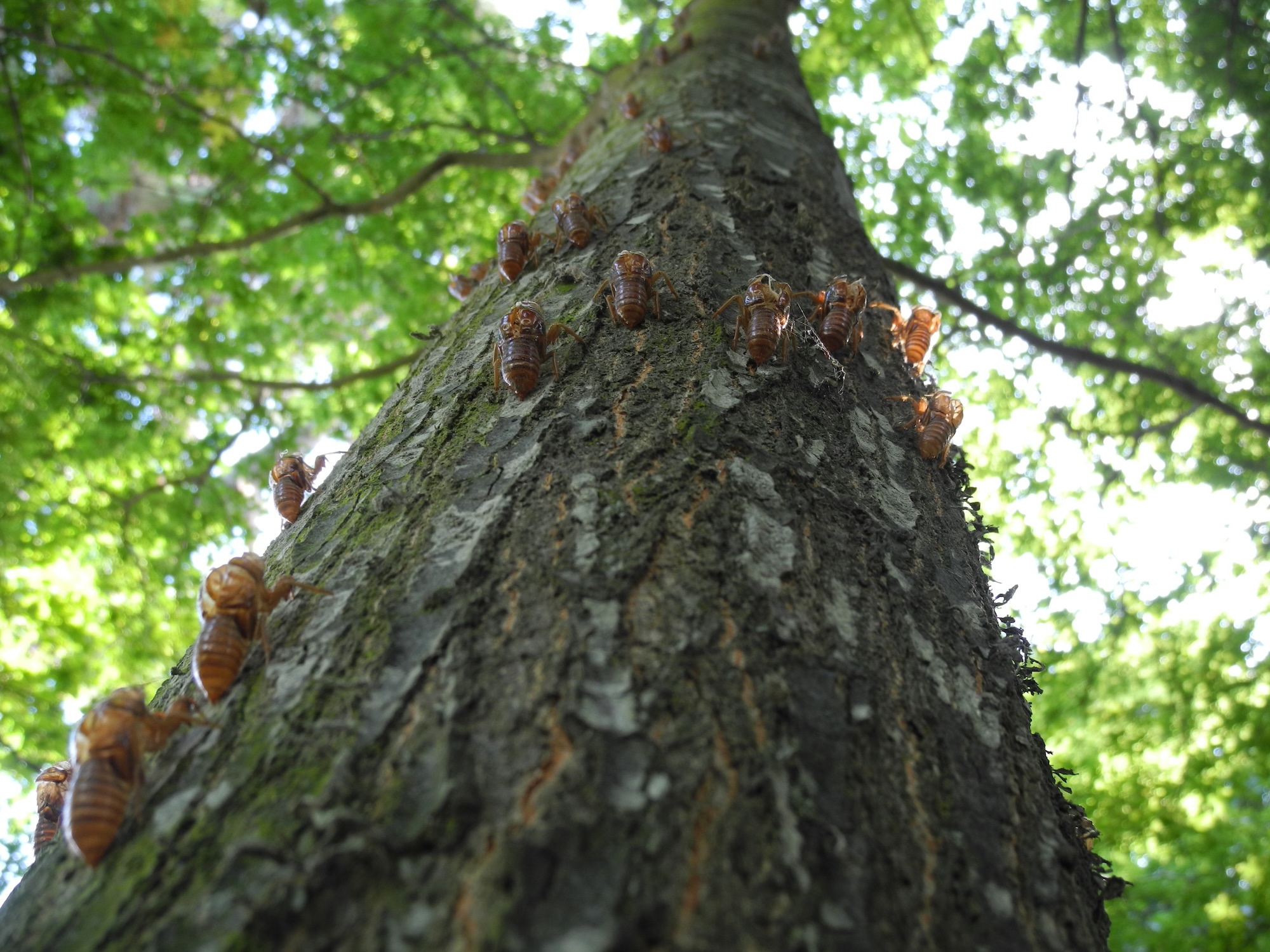 Perhaps too many cicadas, Christchurch.