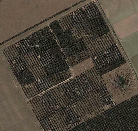 Example of forestry split-plot: one of my colleagues has a trial in which stocking (number of trees per ha) is the main plot and fertilization is the subplot (higher stockings look darker because trees are closer together).