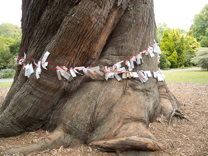 Earthquake messages around *Eucalyptus delegatensis*, Christchurch Botanic Gardens.