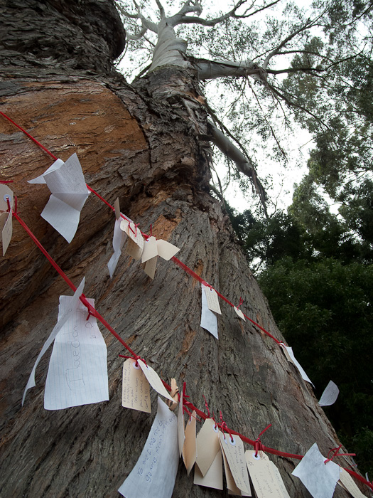 Up the eucalypt tree.