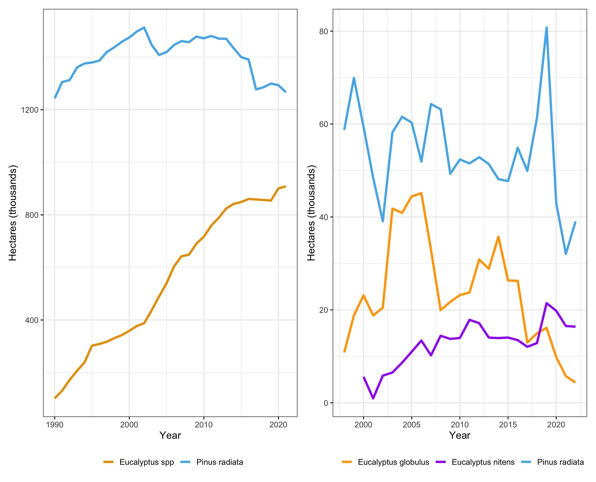 Left: total estate for Pinus radiata and *Eucalyptus* spp in Chile. Right: Area planted each year for *E. globulus*, *E. nitens* and *P. radiata*. Notice the collapse of *E. globulus* establishment since 2014. Data from INFOR’s Anuario Forestal 2023. Statistics do not yet reflect the area planted with hybrid eucalypts.