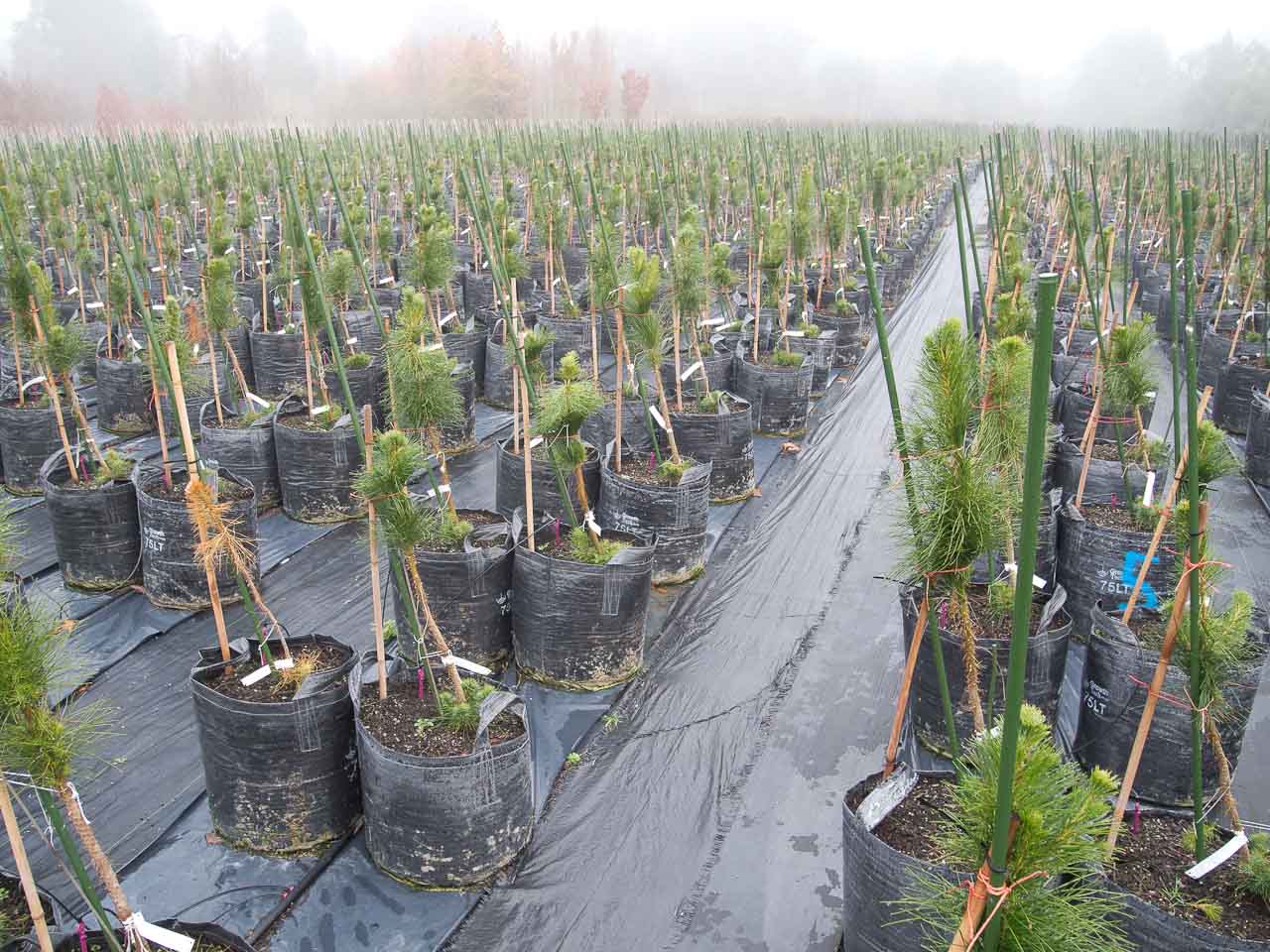 Gratuitous picture: 3000 trees leaning in a foggy Christchurch day.