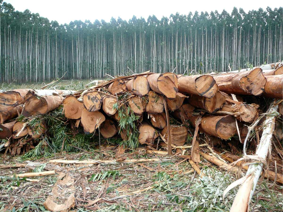 Harvesting Eucalyptus urophylla x E. grandis hybrid clones in Brazil.