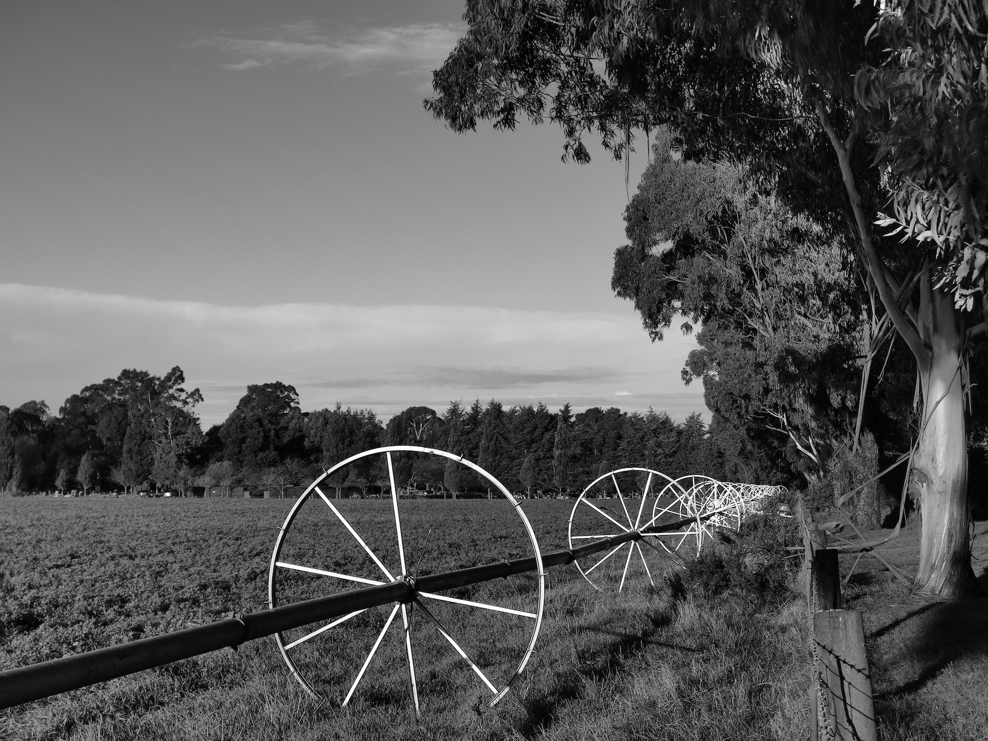 Wheels of a crop irrigation system with a pipe going through the middle. Eucalypt trees on the right hand side + Rawtherapee Fuji Acros 100 simulation, Christchurch.