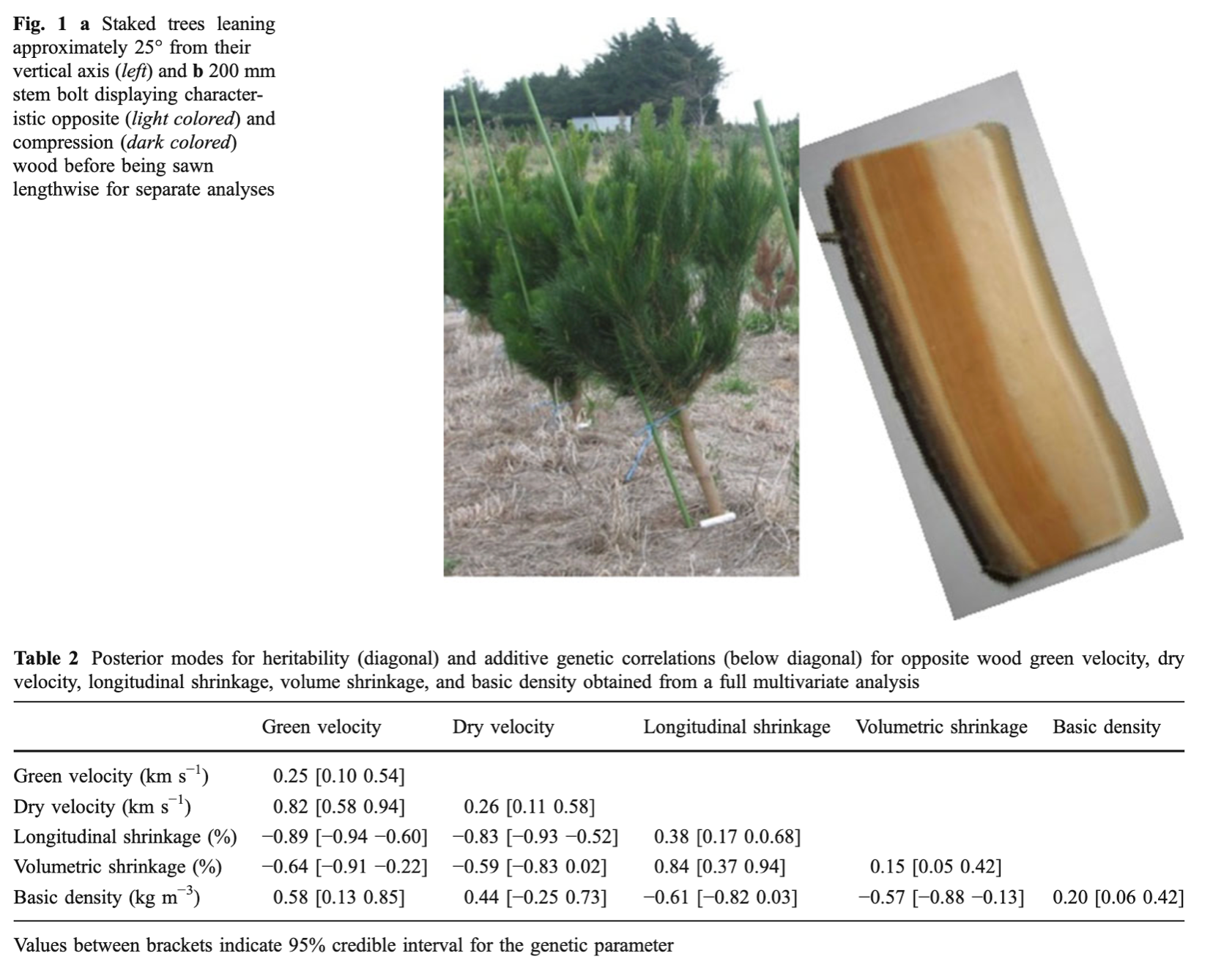 Composite image showing leaning radiata pine trees, a stem bolt with compression and normal wood, and a matrix of genetic parameters.