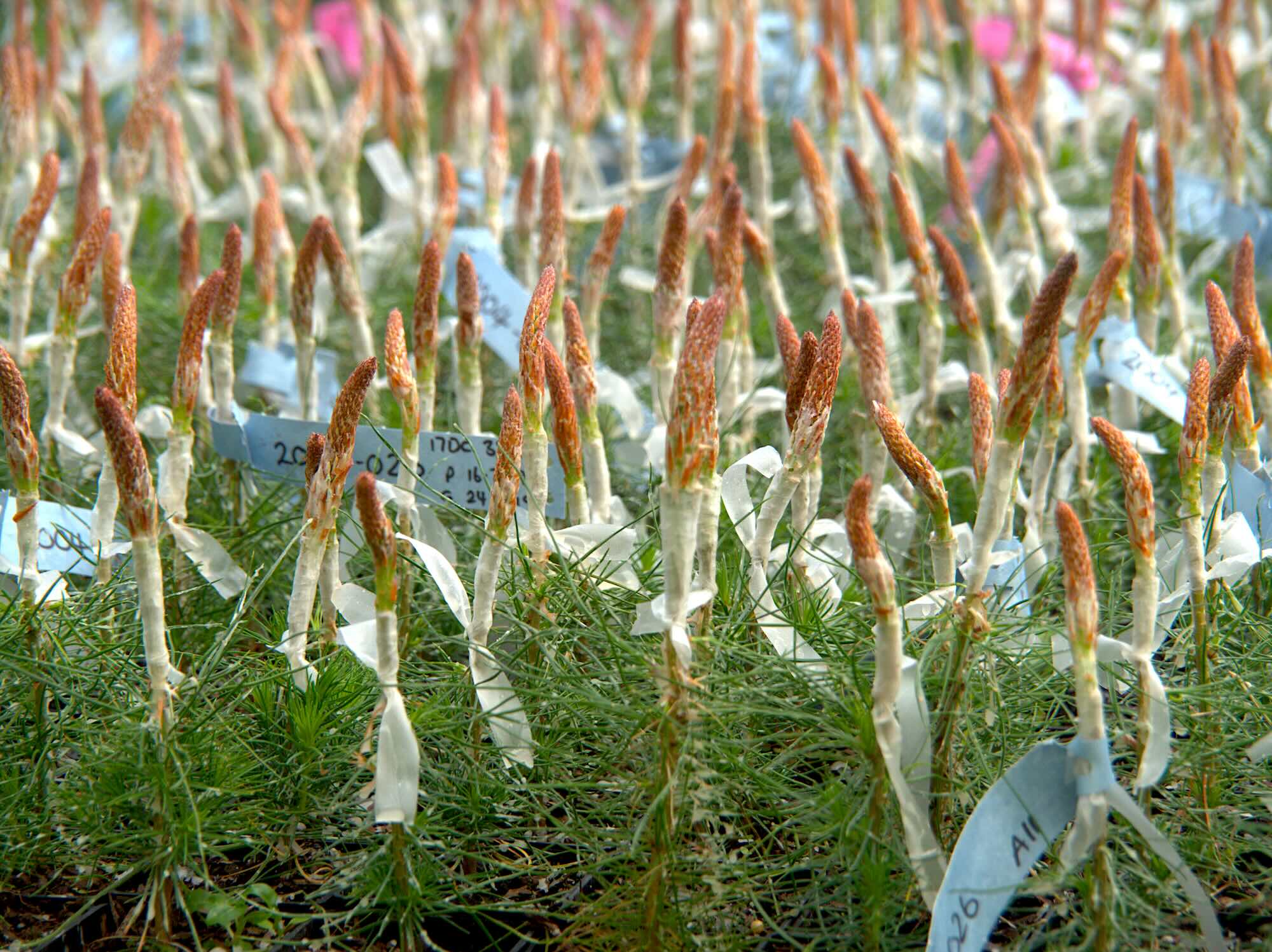 Radiata pine grafts.