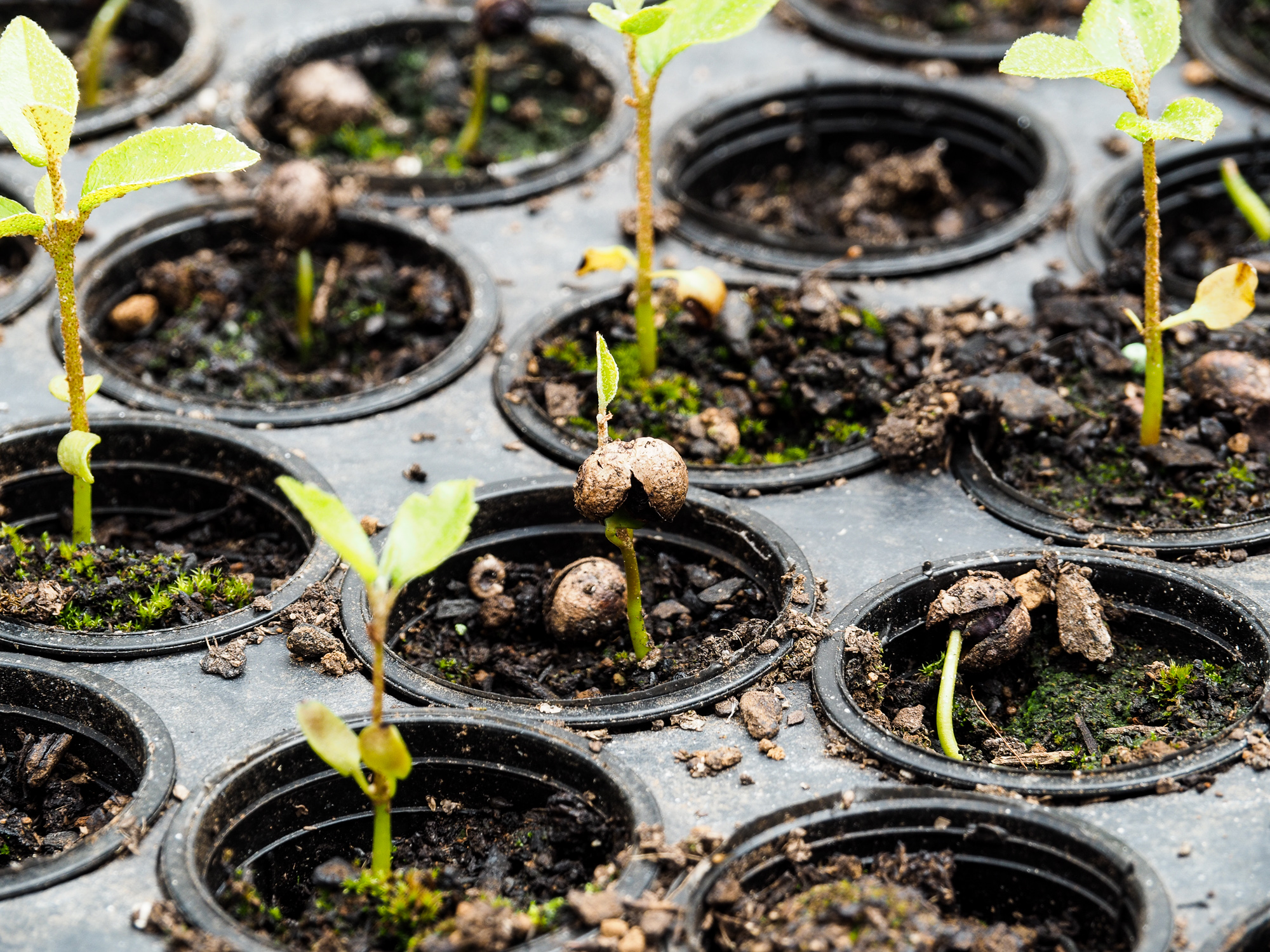 Literally tiny seedlings.