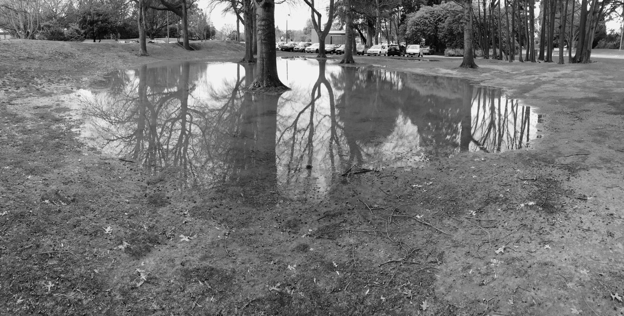 Tree + puddle in carpark, Christchurch.