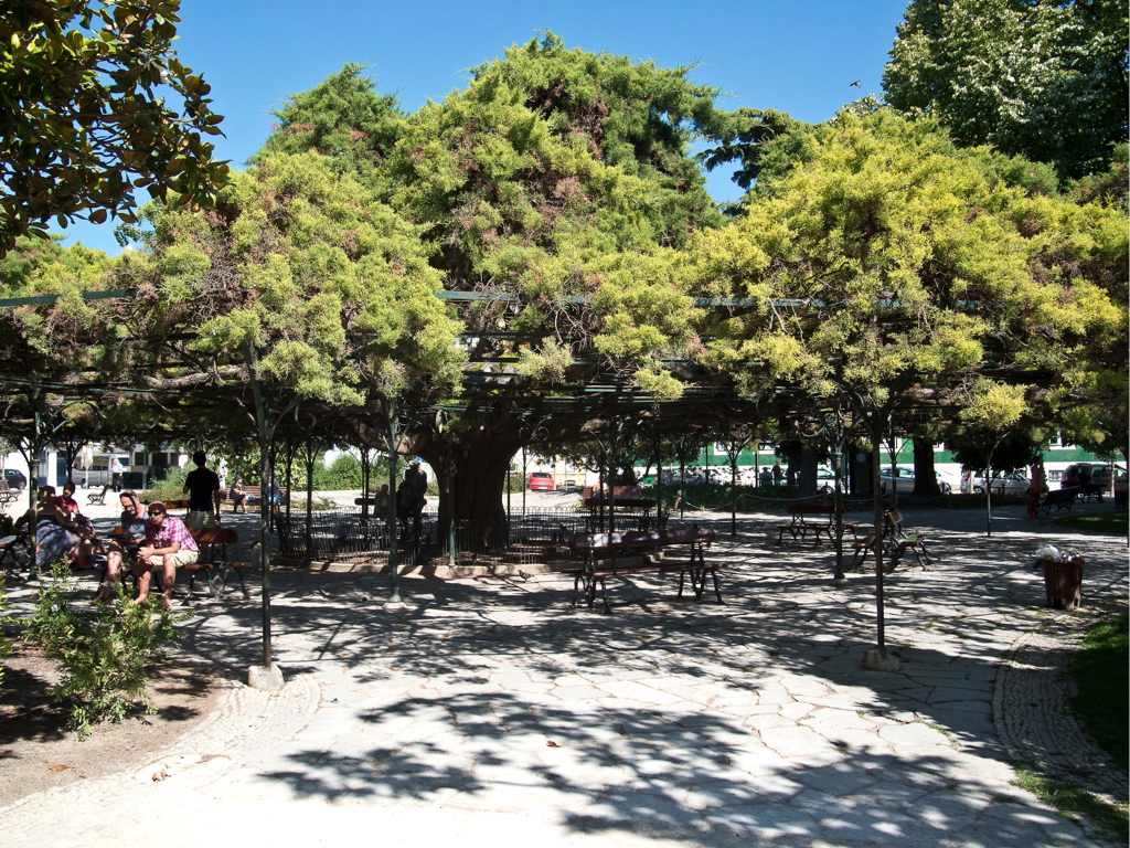 Gratuitous image: Tree spread on metal frame to provide shade in a plaza, Lisbon, Portugal. Some days I would love to have a coffee there without computer, just watching the world pass by.