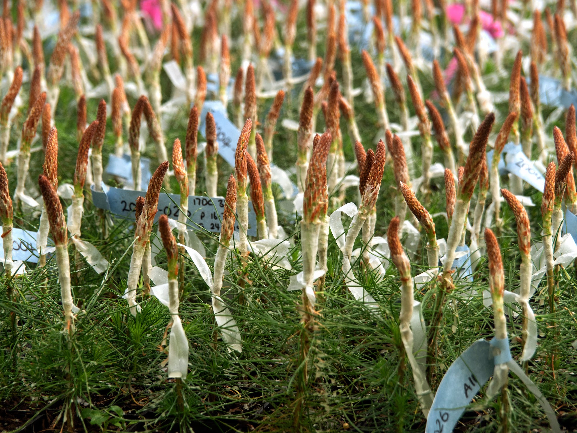 Dozens of grafted radiata pine plants, ready to establish in a seed orchard.
